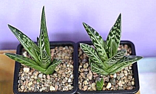 Aloe motley, nebo žíhaná (pokojové rostliny): domácí péče, reprodukce, fotografie