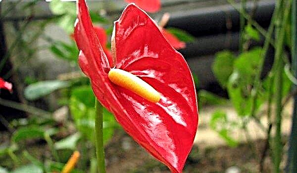 Why the leaves turn yellow at the anthurium: what to do and how to treat the flower, care features
