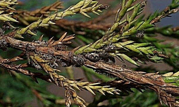 How to grow juniper from seeds at home: where are the seeds, how to plant and germinate, reproduction, photo