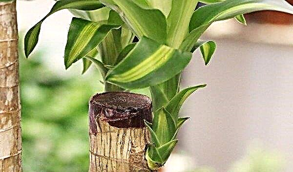 How to prune a dracaena (for branching, to obtain lateral shoots) at home: a step-by-step guide on when to do it, photo