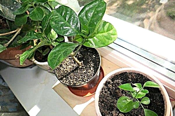 Brunfelsia (plante d'intérieur): soins à domicile, photo