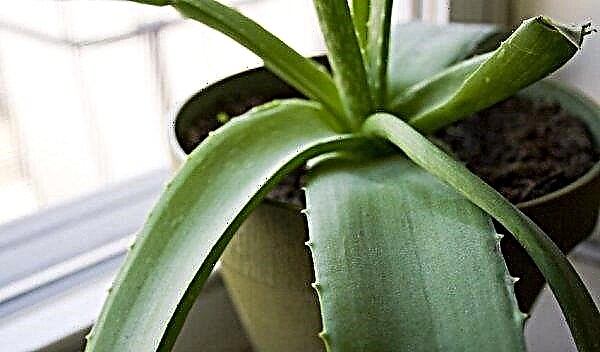 What soil for aloe can be used at home: a suitable composition for planting, how to make your own soil mix