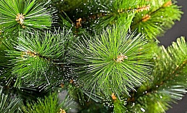Pin de Crimée (Pinus nigra pallasiana): description et photo d'un arbre, utilisation en aménagement paysager, plantation et entretien, Livre rouge