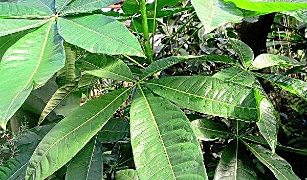 Pakhira aquatica (water): description of the plant, features of cultivation and care, reproduction at home, photo