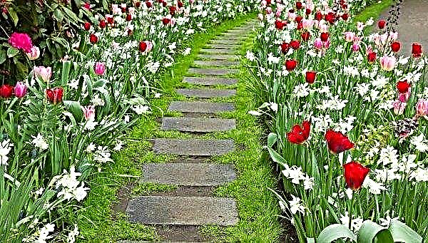 Terry froté tulipány skoro Foxy Foxtrot: výsadba a starostlivosť, aplikácia v krajinnom dizajne, fotografie a popis Foxy Foxtrot