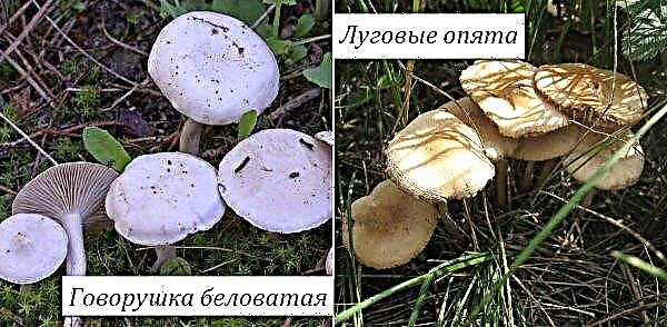 Talker blanchâtre ou rougeâtre (clitocybe dealbata): photo et description du blanc ou blanchi, comestible ou non