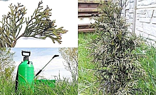 Why the thuja blackens: what to do if the tree darkens needles and branches, the roots of the plant turn black, the tree turns black after planting, photo