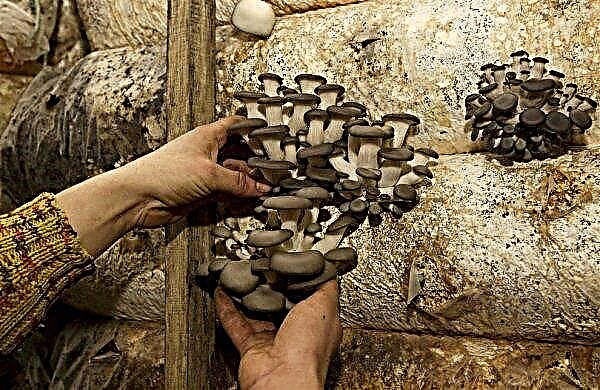 Oyster mushrooms: home growing, technologies and methods for beginners
