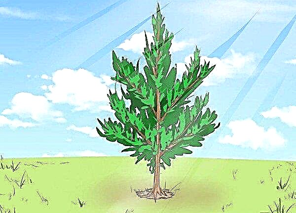 Hur man odlar cederträ från frön i ett hus i en kruka: växer hemma, hur man gro och planterar ett frö
