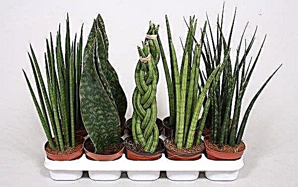 Sansevieria: benefits and harms for the house, signs and superstitions, is it possible to keep at home