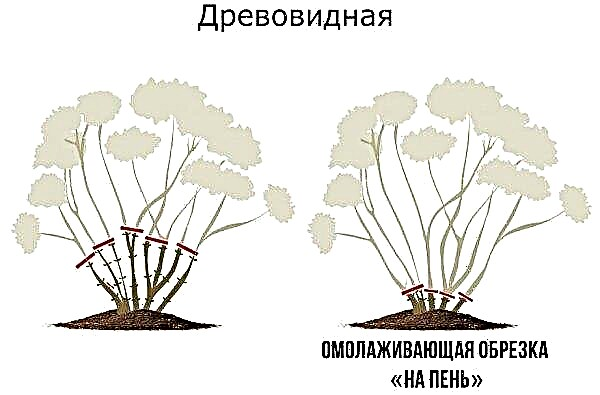 Taille d'hortensia pour l'hiver, s'il est nécessaire de tailler la plante à l'automne, quand et comment tailler paniculée, arborescente et à grandes feuilles après la floraison