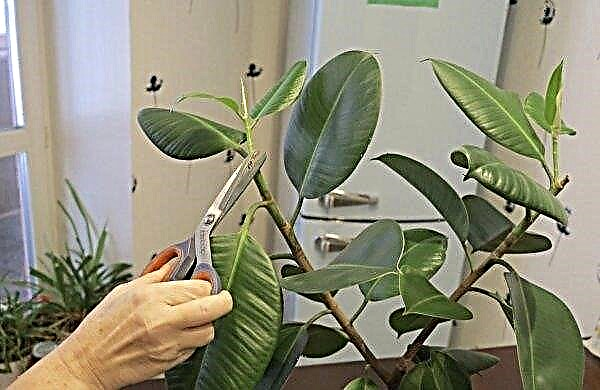 How to crop ficus at home: when you can crop, step by step guide, photos, video