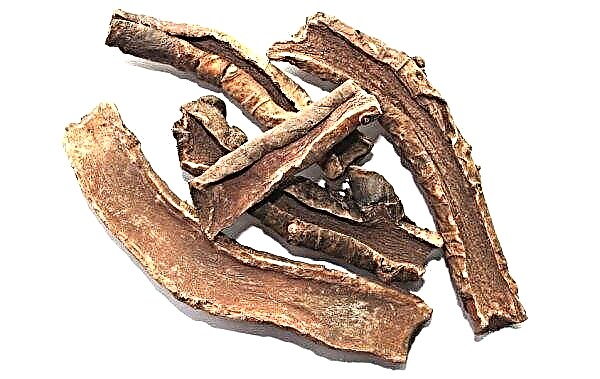 Badan root: medicinal properties and contraindications, instructions for use, what is useful and what helps