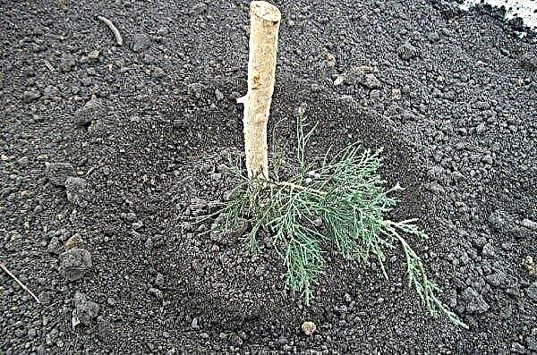 Vermehrung von Zypressenstecklingen zu Hause: Wie man einen Zweig wurzelt, wie man einen Baum aus einem Ast pflanzt und züchtet