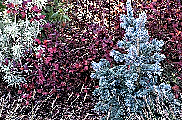 Engemann lucfenyő (Picea engelmannii): a fajták leírása, jellemzőik és az ápolás szabályai, lehet-e fát szilva metszni, fénykép