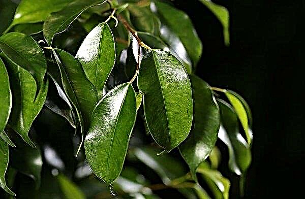 Why ficus leaves turn yellow: cause and treatment, what to do, photo