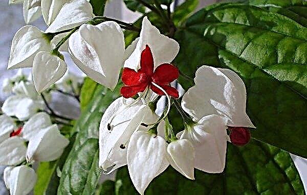 Clerodendrum Thompson - home care - photo and reproduction