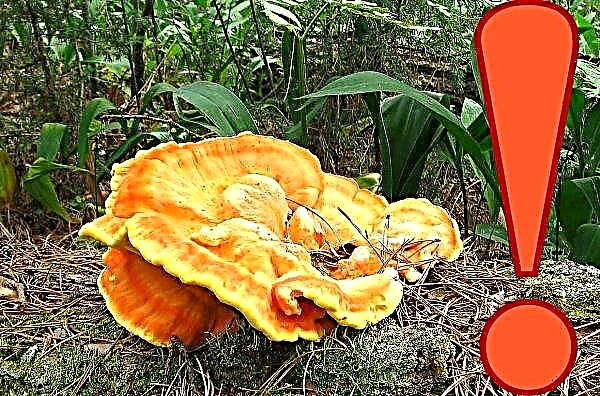 Polypore amarelo-enxofre (cogumelo de galinha): foto e descrição, onde cresce, propriedades medicinais, sistemáticas