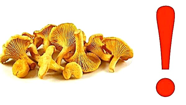 Is it possible to eat chanterelles to pregnant women in the early and late stages, fried chanterelles during pregnancy