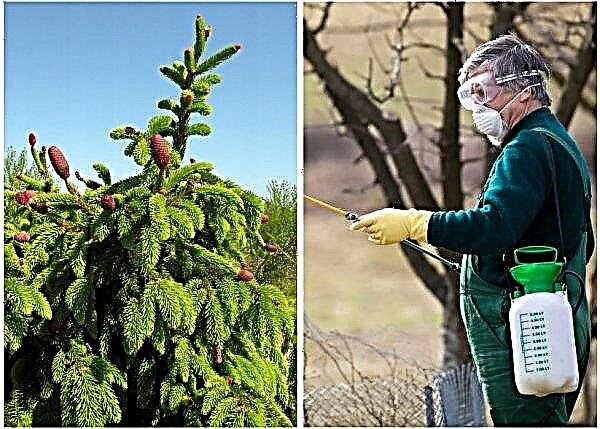 Acrocon spruce dalam desain lansekap (Picea abies Acrocona): foto dan deskripsi, penanaman dan perawatan