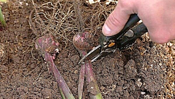 Namuose augančių gladiolių svogūnėlių auginimas: sodinimas ir priežiūra