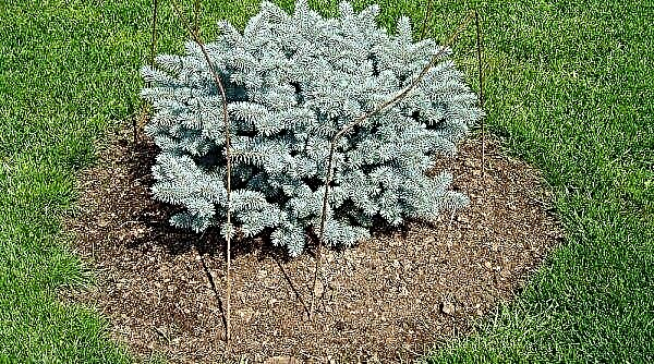 Glauka Spruce (picea azul espinhosa Glauca): foto e descrição, plantio e cuidados
