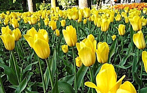 Strong Gold Tulip - plantación y cuidado, diseño del paisaje, foto y descripción de la variedad Strong Gold