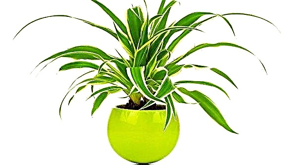 What to do if the tips of the leaves dry in chlorophytum?