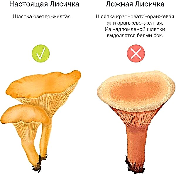 Where and when to pick chanterelle mushrooms in the Leningrad Region