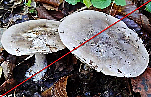Suitsune talker (hall) või suitsune rida: kuidas seeni küpsetada, kasulikud omadused ja võimalikud kahjustused, foto ja kirjeldus