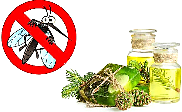 Aceite de abeto: propiedades medicinales y contraindicaciones, uso de aceite esencial en medicina tradicional, revisiones e instrucciones.