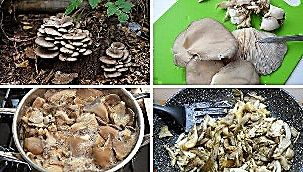 Oyster mushrooms: whether and how to clean, how to treat before use