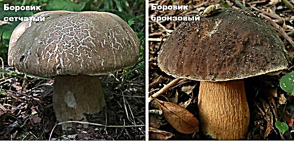 False white mushroom: photo and description, similar varieties, how to distinguish from the present
