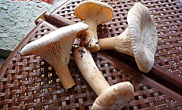The talker is bent: how to take, useful properties and possible harm from the mushroom, photo and description