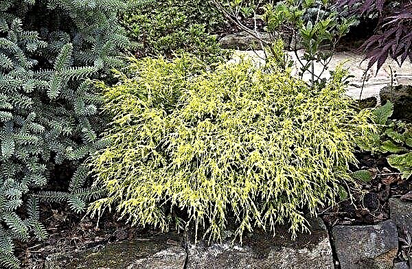 Cypress pea-fruit of Philifera Aurea Nana (Chamaecyparis pisifera Filifera Aurea Nana): description and photo, plant sizes