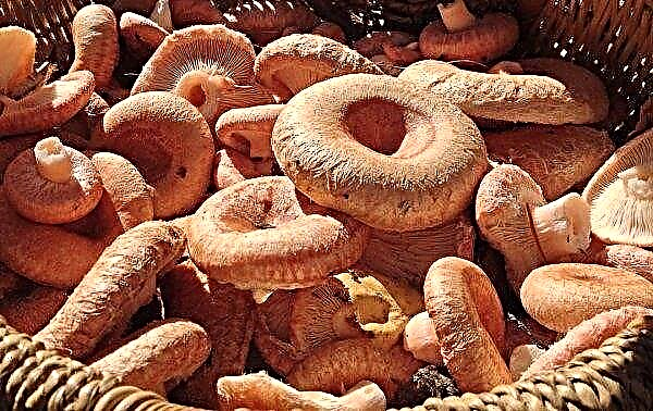 Mushroom trevushka: what does a mushroom look like, photo and description, edible or not, use in cooking and medicine