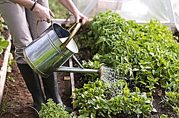 Cosas que hacer para un jardinero durante la cuarentena