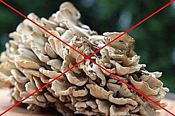 Pilz-Widder: Foto und Beschreibung, wo und wann es wächst, Eigenschaften und Kontraindikationen