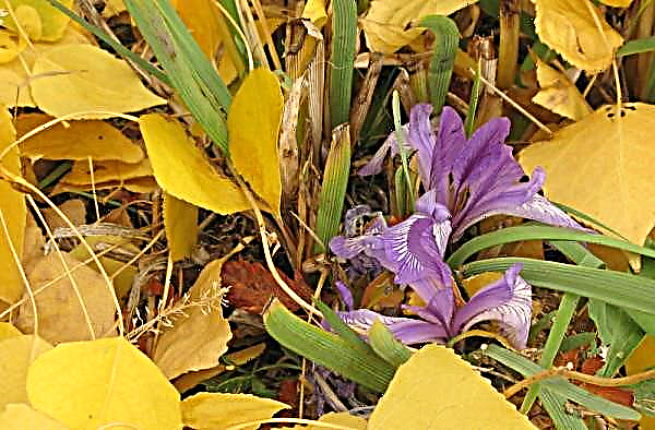 Omsorg för iris i augusti och september, hur man bryr sig efter blomningen, förberedelse för vintern