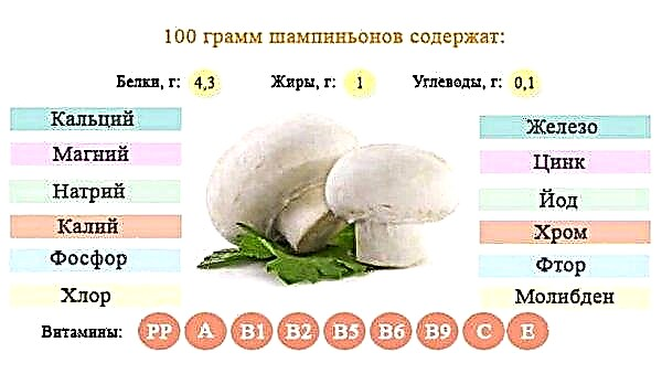 Where and when champignons grow in nature, how quickly they grow after rain, when to collect