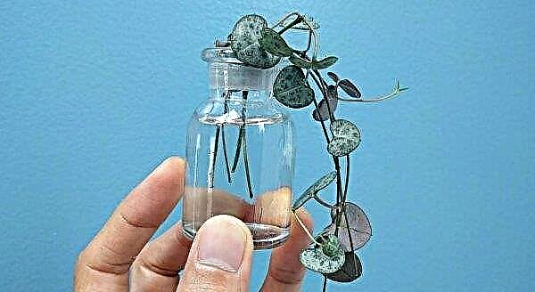 Ceropegia Wood: description, reproduction and care at home