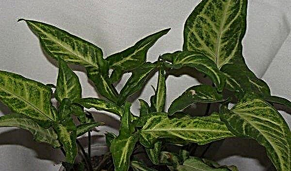 Syngonium: types and names with photos, home care