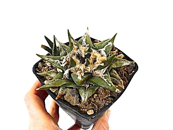 Ariocarpus: photo and description, features of growing and caring for the plant at home