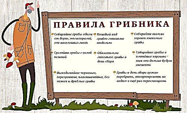 Wann beginnt man mit dem Sammeln von Steinpilzen in der Altai-Region?