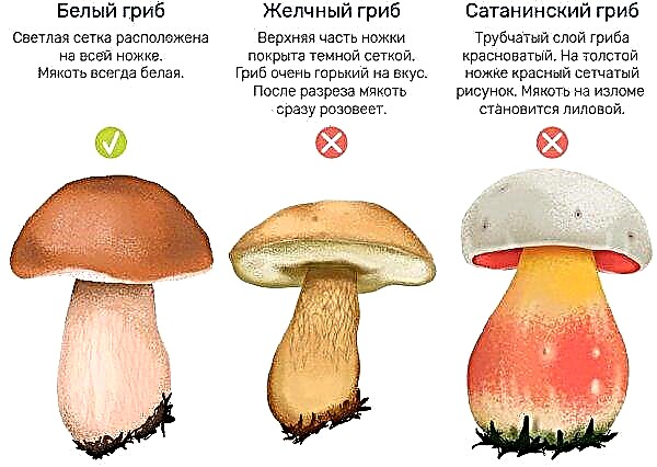 How to plant porcini mushrooms in the garden, cottage, garden, planting methods