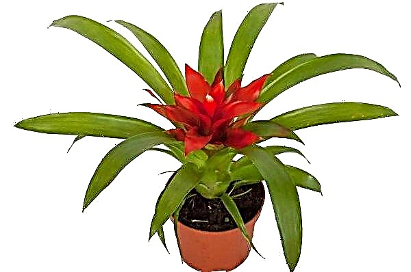 Mažasis „Guzmania Rondo“: naminio augalo aprašymas, ypač jo priežiūra ir auginimas namuose, nuotrauka