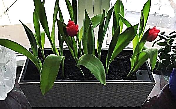 Growing tulips in an apartment by March 8