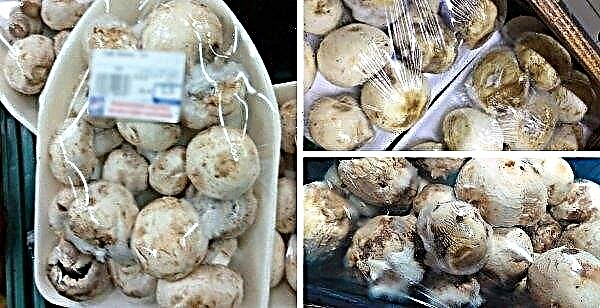Champignons covered with a white fluff during storage: is it possible to eat, diseases of fungi and the fight against them