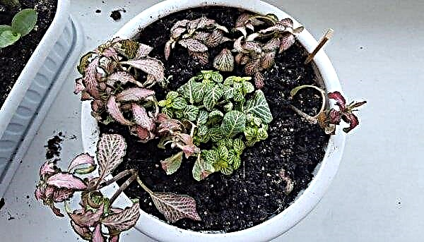 Fittonia mix: home care, photo, transplant, flowering, reproduction, soil
