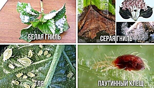 Hydrangea Darts Little Dot: περιγραφή ποικιλίας, χαρακτηριστικά της γεωργικής τεχνολογίας, αναπαραγωγή, φωτογραφία
